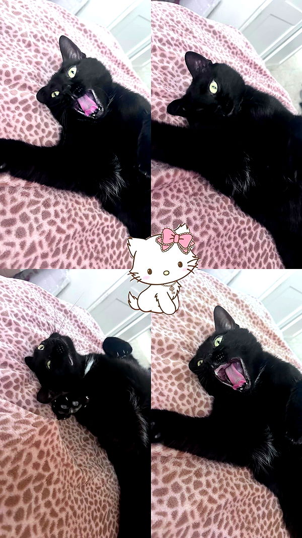 hellokittyangel666 archive video preview