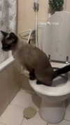 babyjoelle_ Altpins Profile Picture