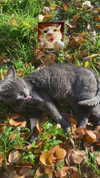 nylthria Altpins Profile Picture