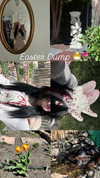 astarwbry_ Altpins Profile Picture