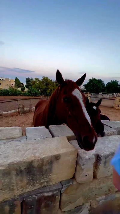 bakedsloths bakedsloths archive video