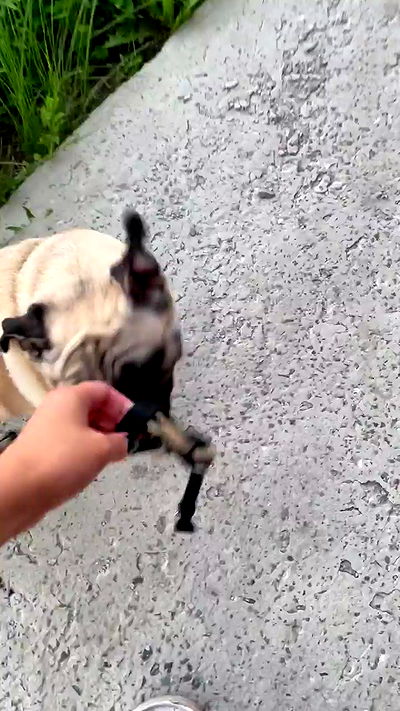 nyityam nyityam archive video