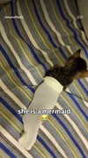 shay_atia123 Altpins Profile Picture