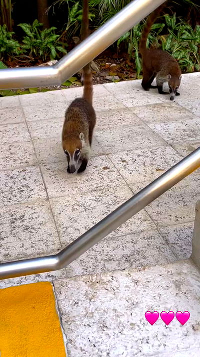 shunli__mei shunli__mei archive video