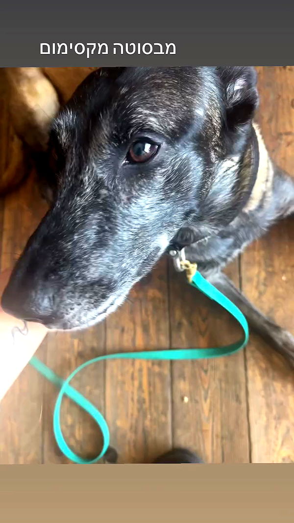 romy_ayalla_lavi archive video preview