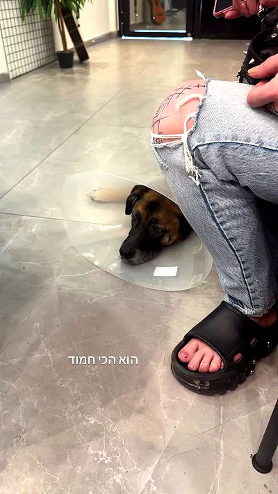 romy_ayalla_lavi romy_ayalla_lavi archive video