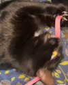 hellowkitty4ever Altpins Profile Picture