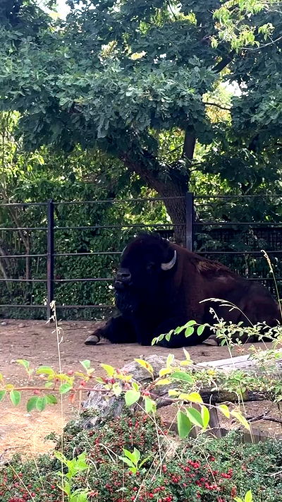 shelly_.mor shelly_.mor archive video