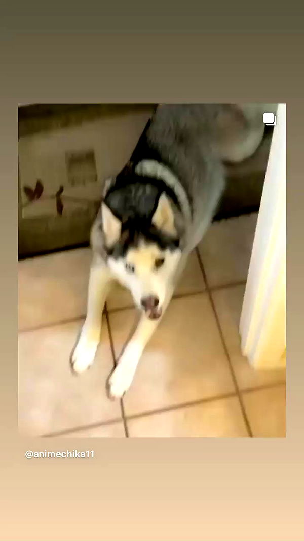 _animechika_ archive video preview