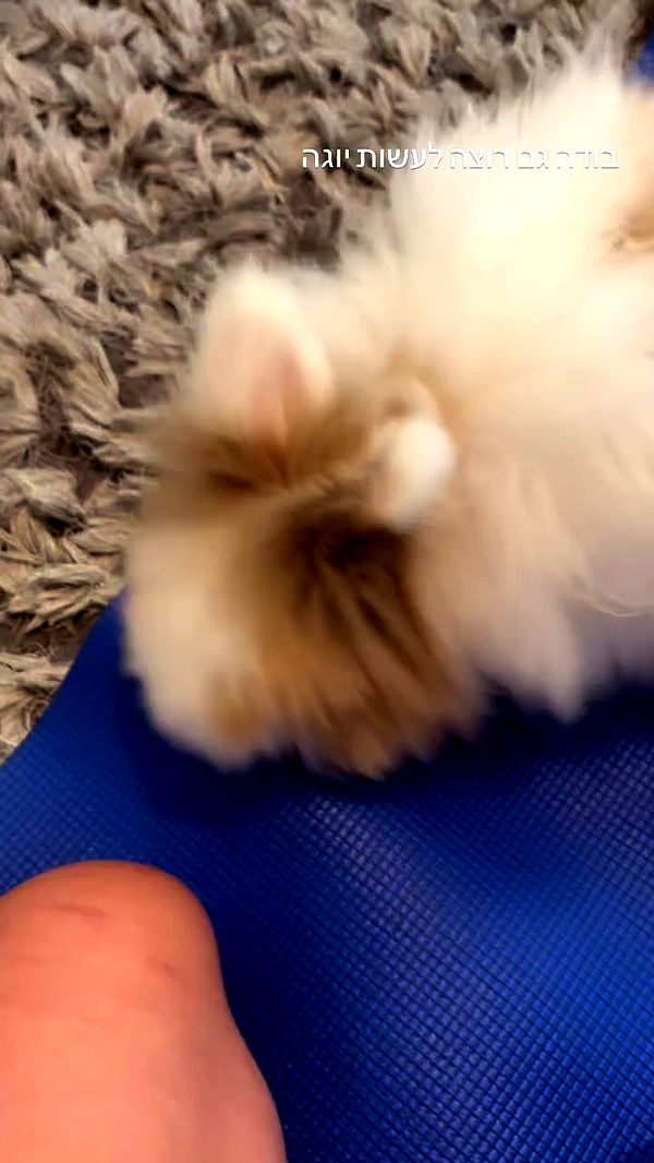 hellokittyangel666 archive video preview