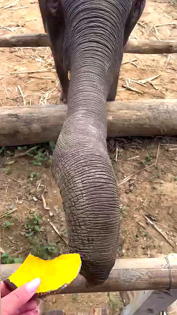 rivkavel rivkavel archive video