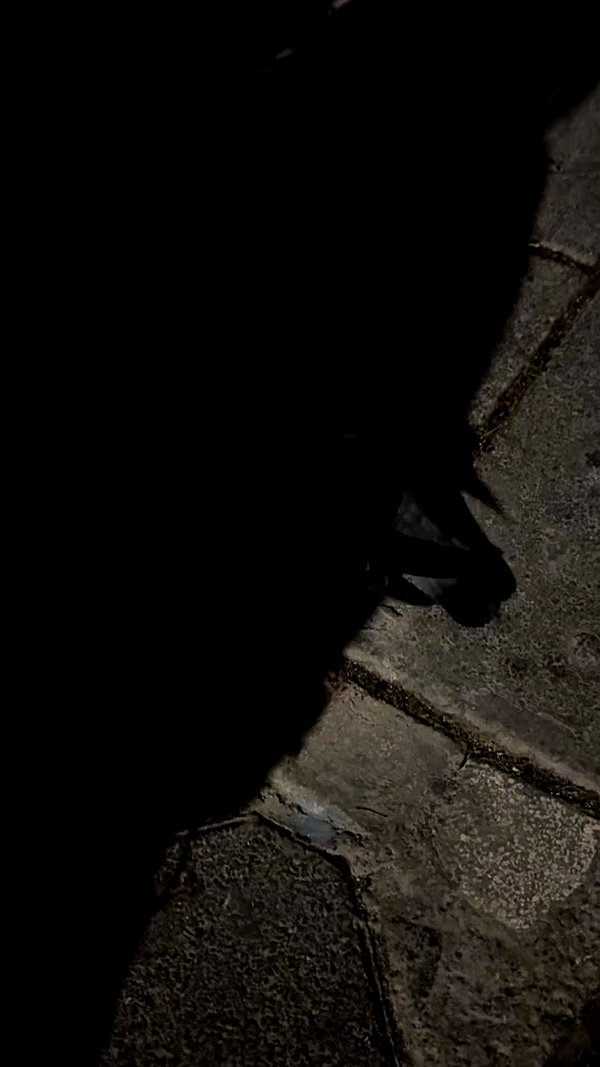 sexmetalwhore archive video preview