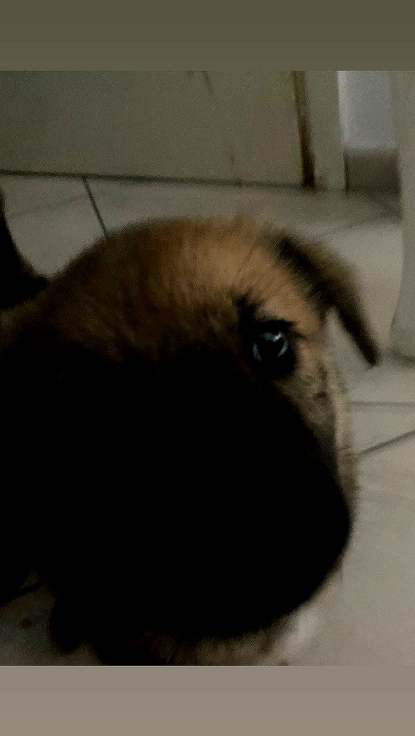 dustheadd archive video preview