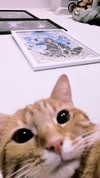 reitoshin Altpins Profile Picture