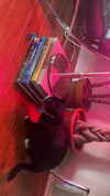 sydney_melman Altpins Profile Picture