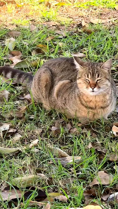 romy_ayalla_lavi romy_ayalla_lavi archive video