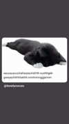_littlerobin_ Altpins Profile Picture