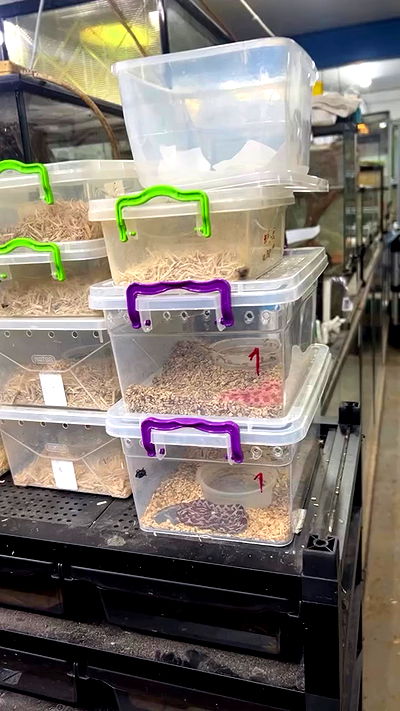 rebecka_tsadok rebecka_tsadok archive video