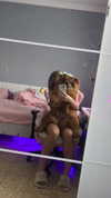 adel__s_ Altpins Profile Picture