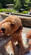 bellarenaldi Altpins Profile Picture