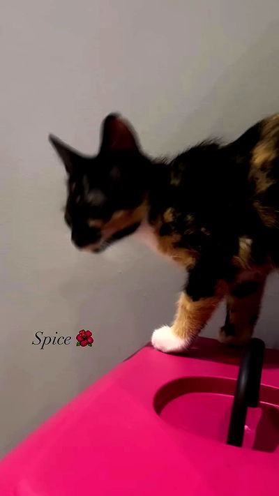 isaewiwiw isaewiwiw archive video