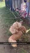 cclaire.bbear1 Altpins Profile Picture
