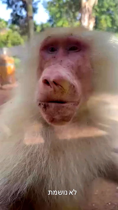 nicole.shpo nicole.shpo archive video