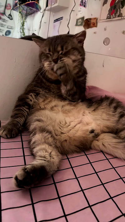 natalllluli natalllluli archive video