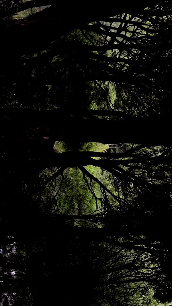 quincymood archive video preview
