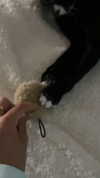sydney_melman Altpins Profile Picture