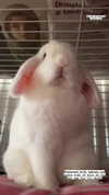 lyracr0w0 Altpins Profile Picture