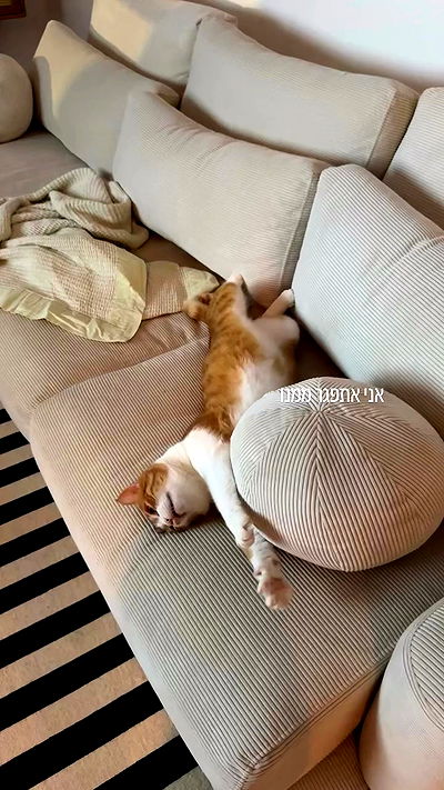 iambohema.v2 iambohema.v2 archive video