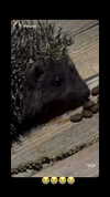 karin_orhov Altpins Profile Picture
