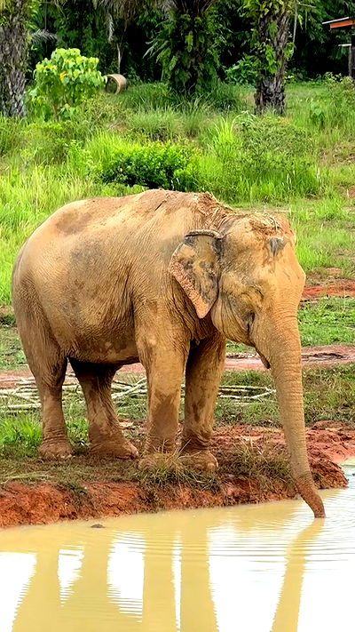 kesemgreenyer kesemgreenyer archive video