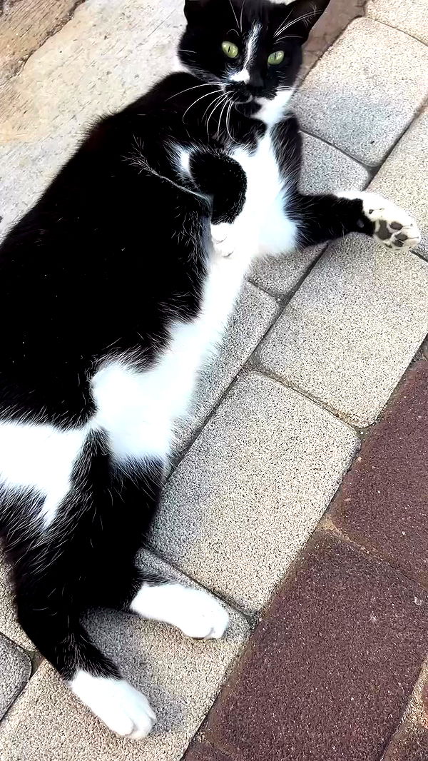 feelbetterinmysweater archive video preview