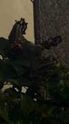 jesskq_ Altpins Profile Picture
