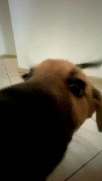 dustheadd dustheadd archive video