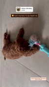 agam._.harel Altpins Profile Picture