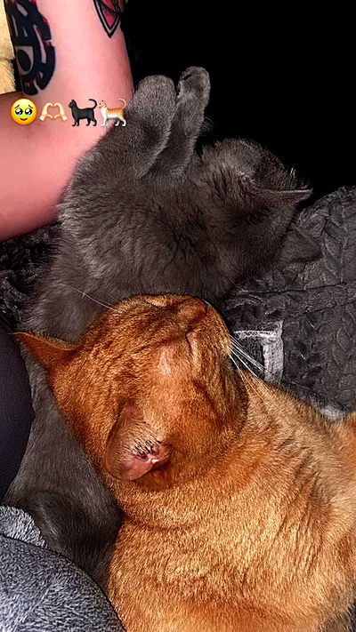 yoo.mon yoo.mon archive video