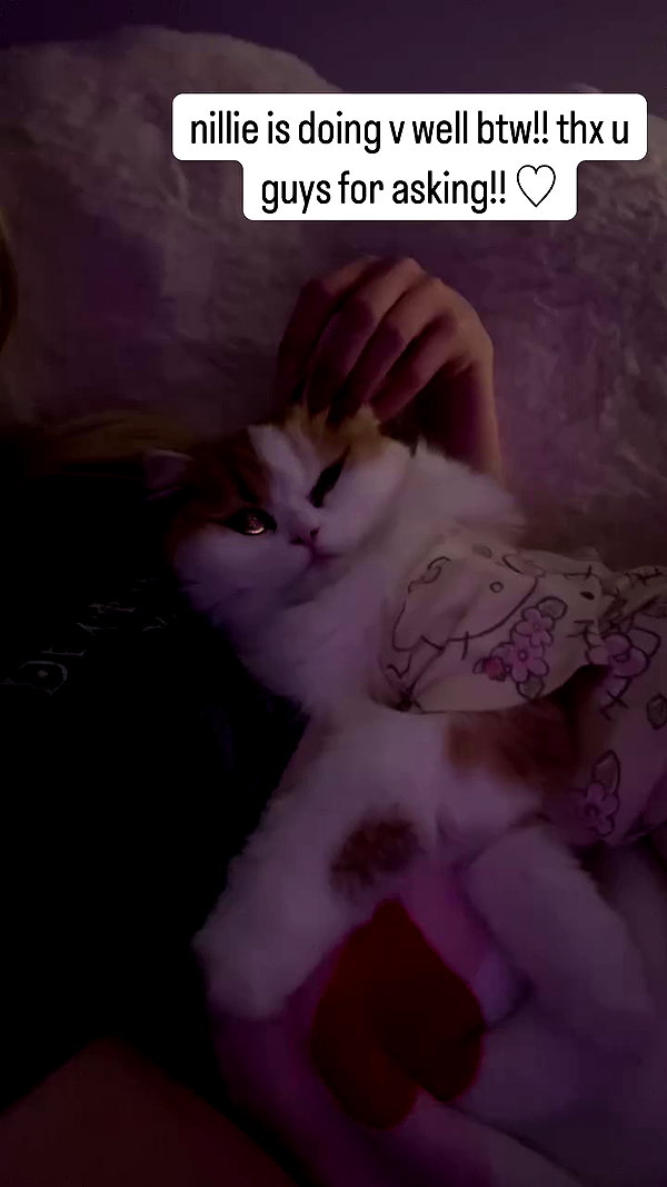 pockycatt archive video preview