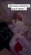 pockycatt Altpins Profile Picture