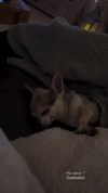 ellauk Altpins Profile Picture
