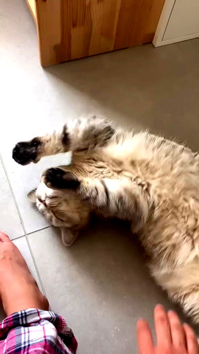 elianachetrit elianachetrit archive video