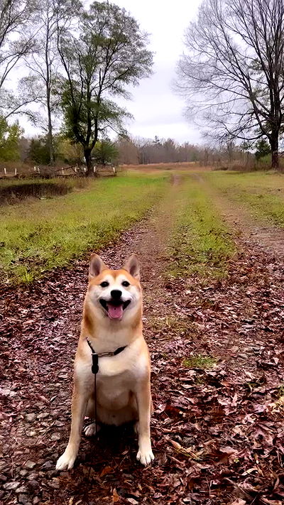 zommmbri zommmbri archive video