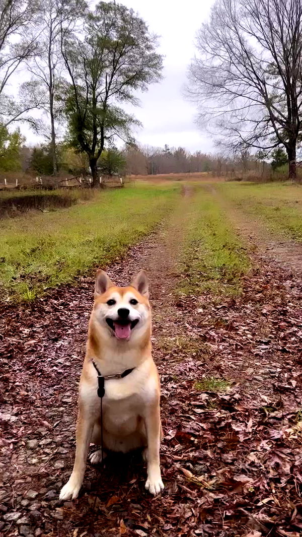 zommmbri archive video preview