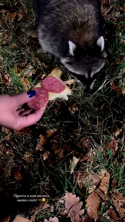 nyityam nyityam archive video