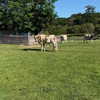 mitzawe Altpins Profile Picture