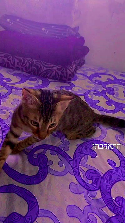 feelbetterinmysweater feelbetterinmysweater archive video