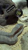 zz.eazoning Altpins Profile Picture