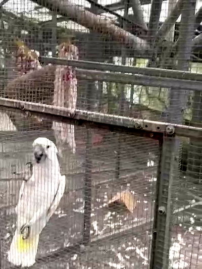 shayli_or shayli_or archive video